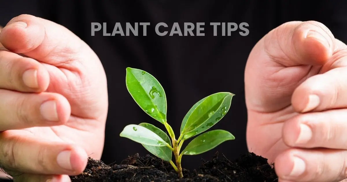 Plant Care Tips: The BioFarm Guide to Sustainable Gardening in India BIOFARM