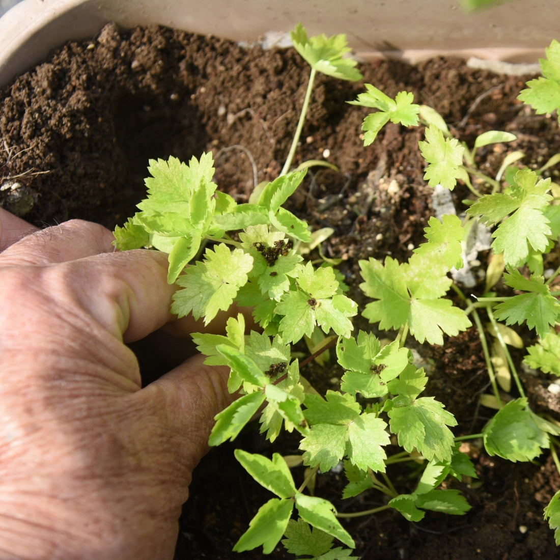 Research‑Based Formulation